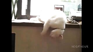 Although naughty but cute kitty