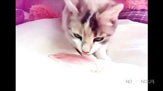 Don't disturb me to see the cute little sister