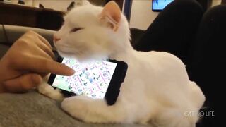 The role of cats