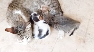 Cutest ever mother cat with kittens
