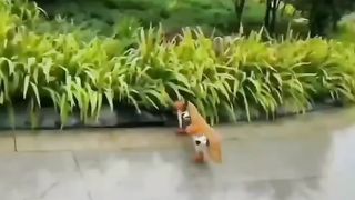Best funniest Animals Dogs and Cats