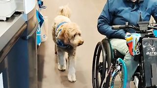 Service dogs are the best.. ????