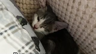 Котовасия