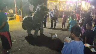 Funny NIGHT LION