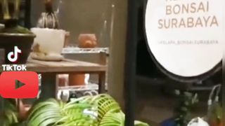 Event Kelapa Bonsai