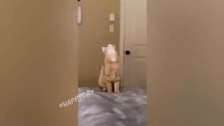 funny animals 29