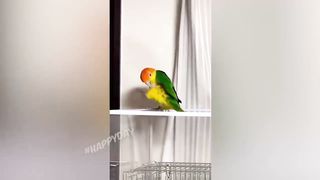 funny animals 30
