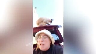 funny animals 32