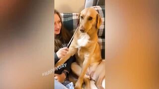 funny animals 35