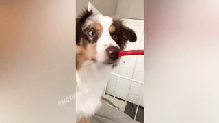 funny animals 36
