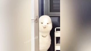 funny animals 37