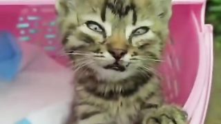 КОТОВАСИЯ