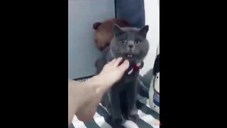 cat smelling