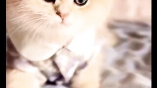 The latest funny cat videos 2
