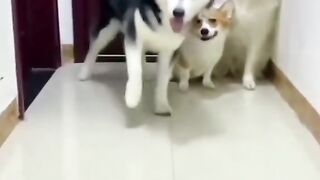 cute dog behavior