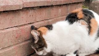 Fighting cat videoes