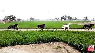 Horse 8