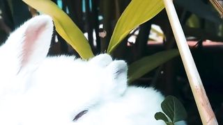 Funny rabbit 2