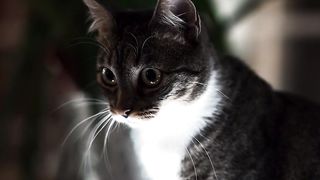 Fighting cat videoes 2