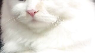 Cute cat ever