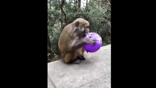 مقاطع مضحكة صيني