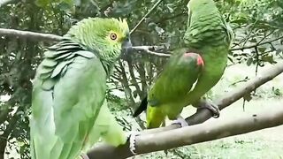 The Parrot Music Amazing Real Music