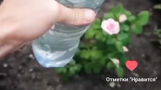 КАК ДА СЕ ОТЪРВЕМ ОТ АКАРИ ПО РОЗАТА