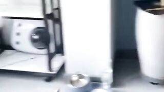Funny animals 2023???? - Funniest Cats and Dogs Video???????? 2