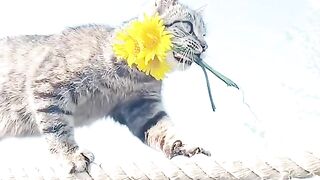 КОТАРАК КАВАЛЕР