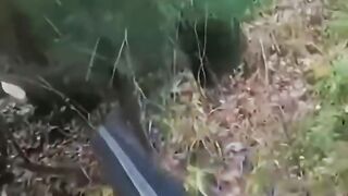 Mom bear protect