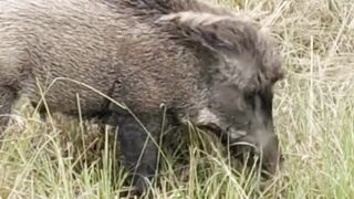 Babi Hutan