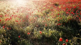 Variegated flower gardens adorn nature with their alluring beauty.