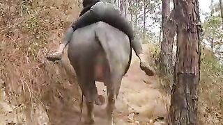 Have you guys ever ridden this animal?