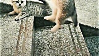 Cat fight best video