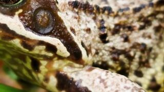 Katak