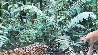 #Jaguar
