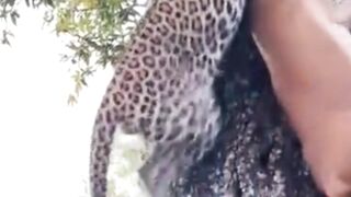 #Jaguar wild nature