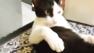 lazy cat