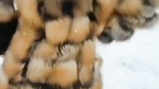 Model 33