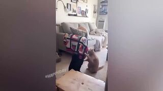 BEST JOKES/FUNNY ANIMALS