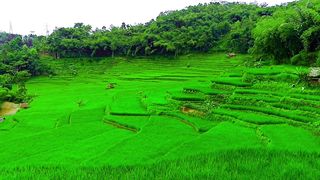 ricefield