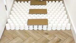 Cat smart game with paper cups - White cute Persian cat