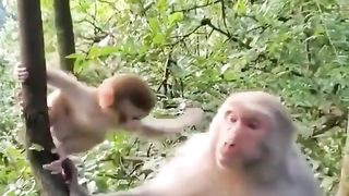 Monkey  mother love 3