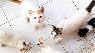 monde des chats