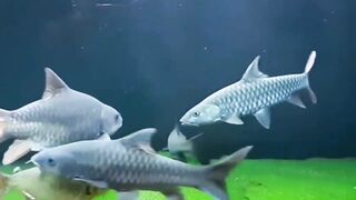 ikan dewa ikan pribumi yang mahal harganya