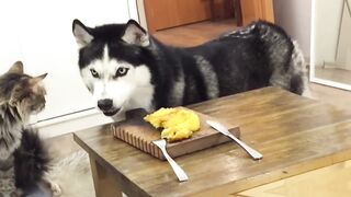 The must funniest and lovely ???? Dogs