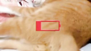 Fatcat