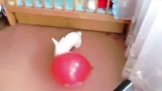Animals Getting Scared Over Nothing