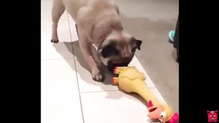 Funny Shrilling chicken with animals ???? ???????? ????
