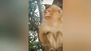 ???? Funniest Animals 2023 || Funniest Animals Cats and dogs || Animal Funny Video